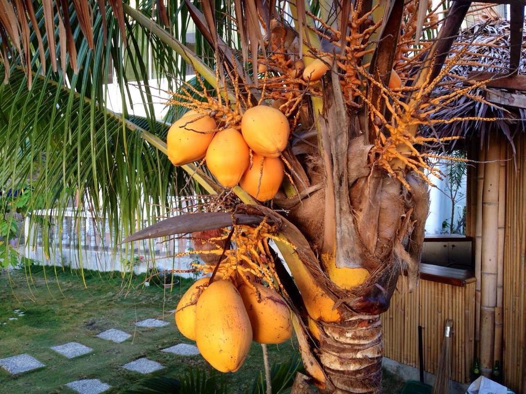 Oslob Garden Stay Beach Resort エクステリア 写真